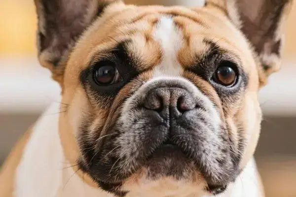 What's Hot - BuddyCopies