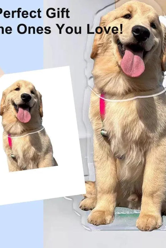 Custom pet bobblehead with golden retriever portrait in playful head-tilting pose in comparison with the original portrait