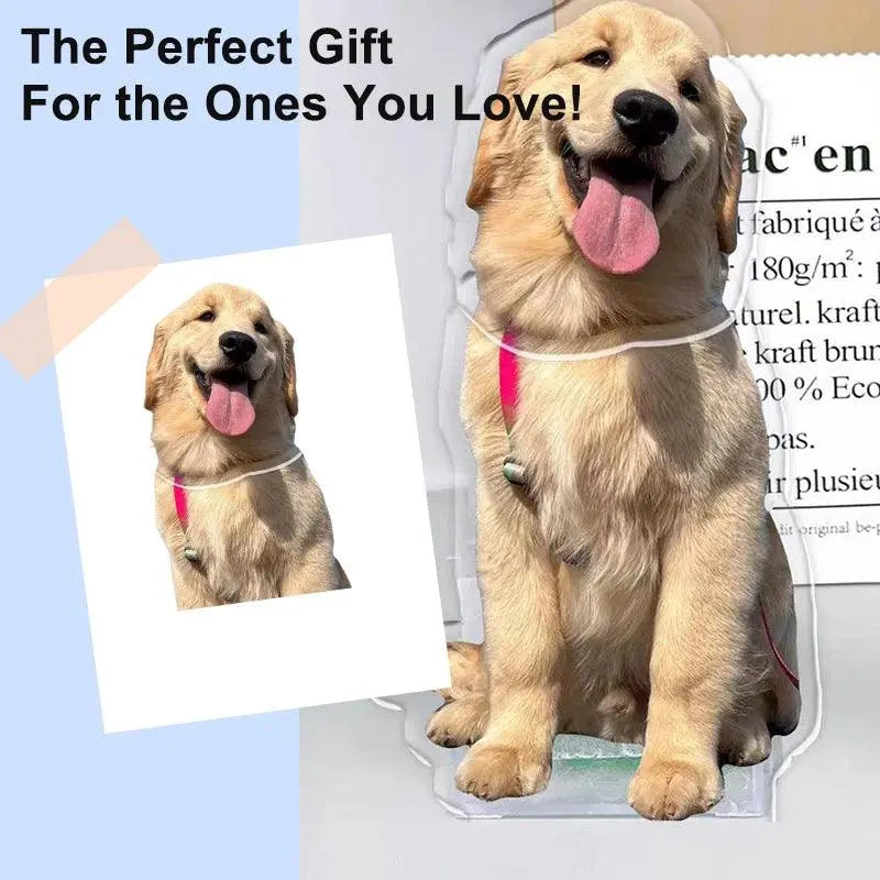 Custom pet bobblehead with golden retriever portrait in playful head-tilting pose in comparison with the original portrait