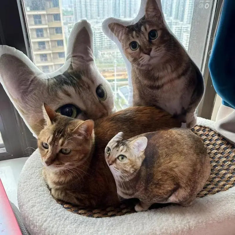a cat with three personazlied cat pillows lying around it