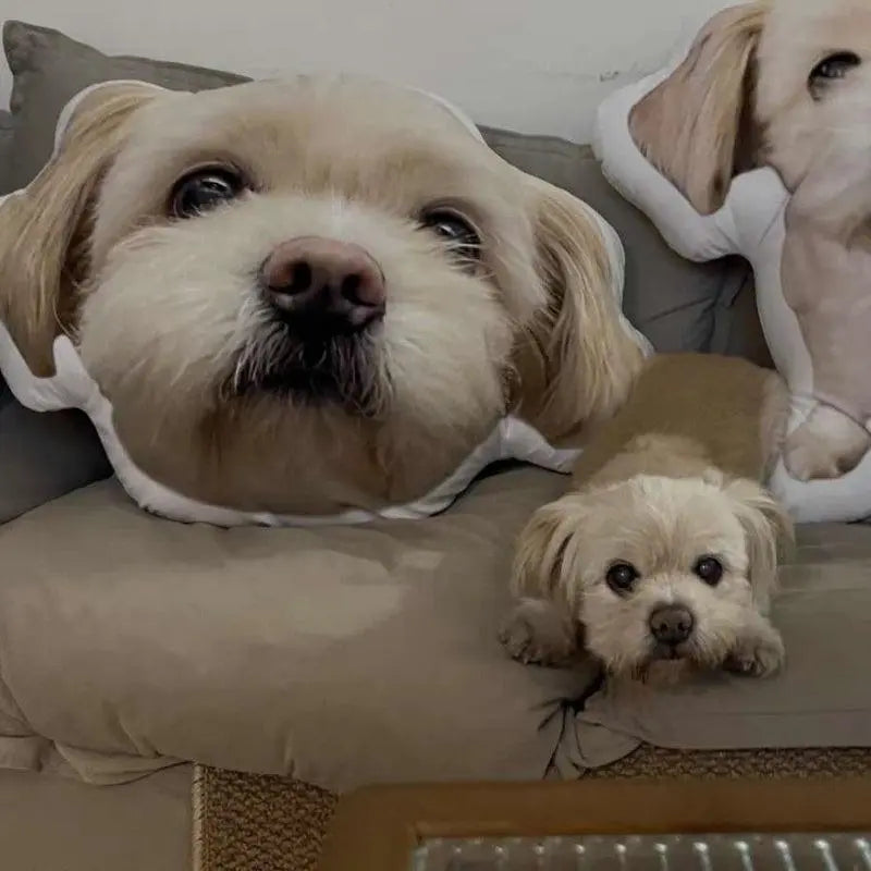 before & after customization picture of a little dog lying on the sofa