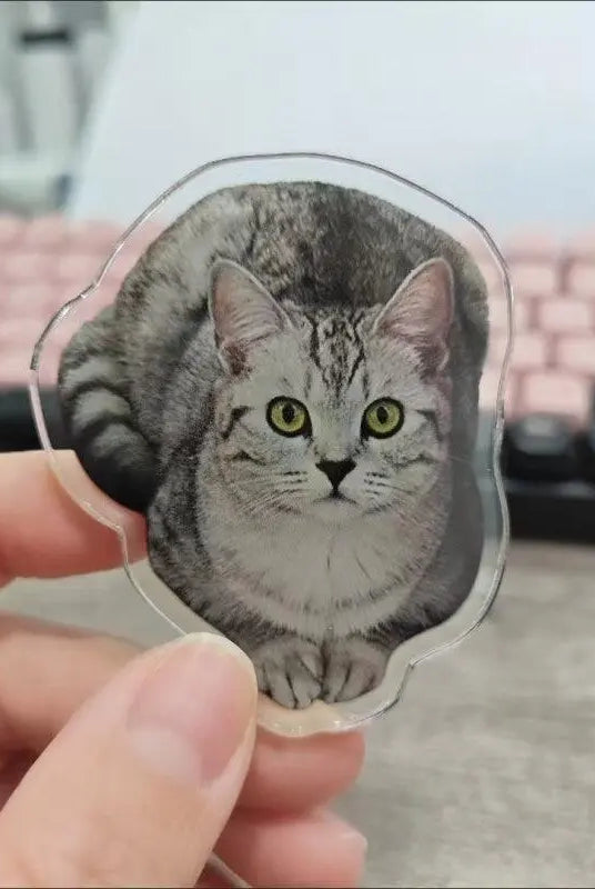 cat magnet in-hand scene in office