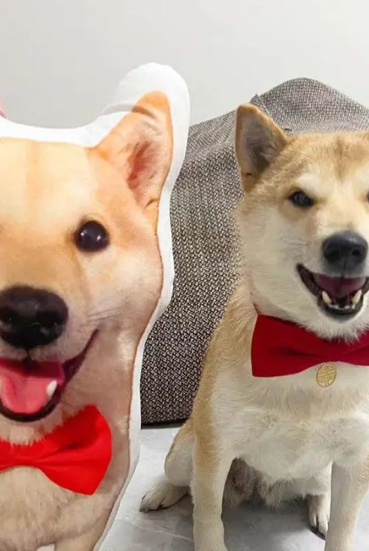 before and after pillow picture of a Japanese Akita