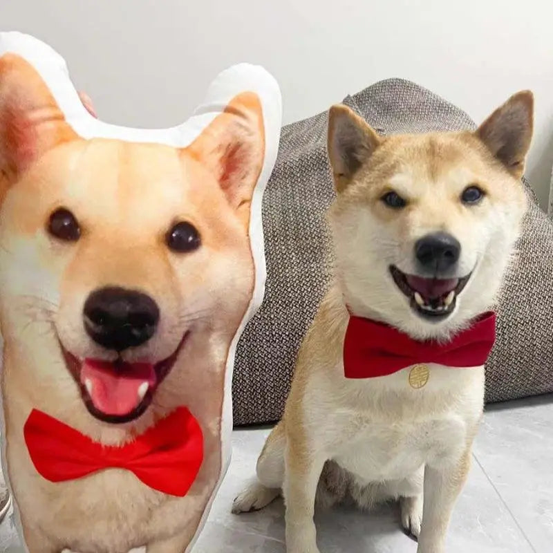 before and after pillow picture of a Japanese Akita