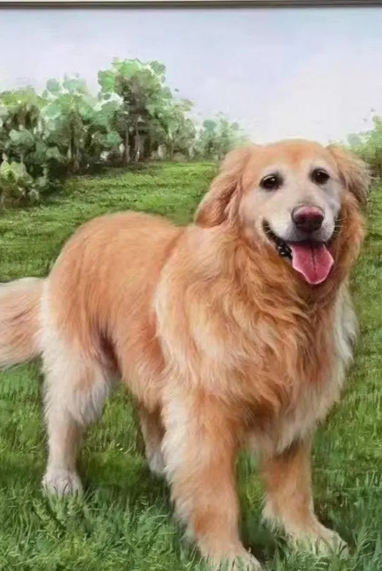 Custom oil painting portrait of a golden retriever on stretched canvas with wooden frame.