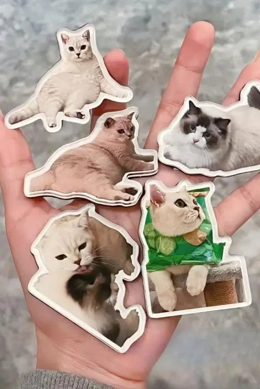 many-cat-magnets-in-hand-scene