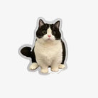 Custom Pet Fridge Magnets: Personalized Keepsakes for Your Beloved Companions BuddyCopies