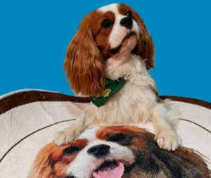 Custom dog and cat portrait fleet blanket