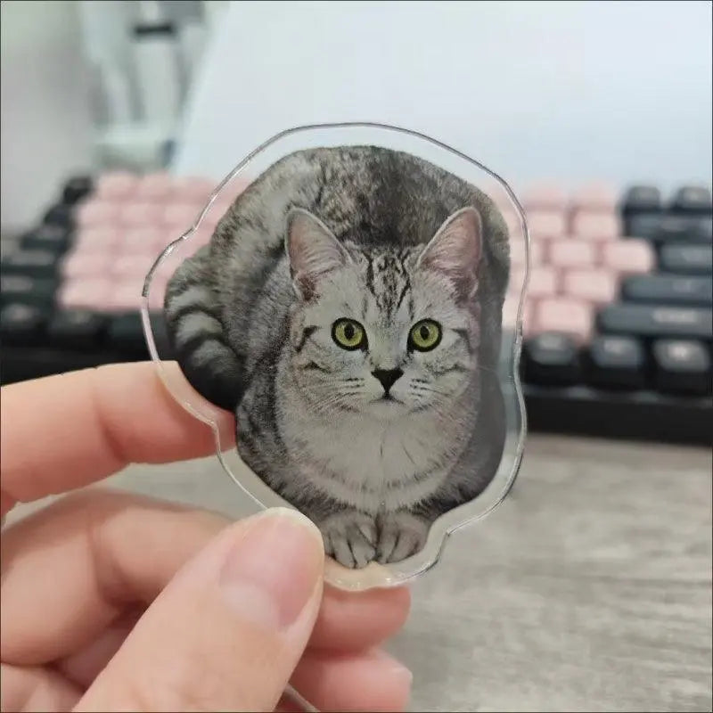 cat magnet in-hand scene in office