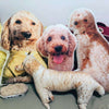 Custom Pet Photo Throw Pillows - Create a Purr - fect Memory with Your Furry Friend! - BuddyCopies