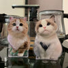 Custom Pet Portrait Bobblehead - BuddyCopies