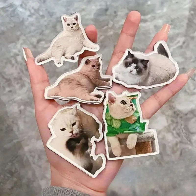 many-cat-magnets-in-hand-scene