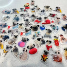 lots-of-French-Bulldog-magnets-with-different-shapes-and-lookings-lying-on-the-floor