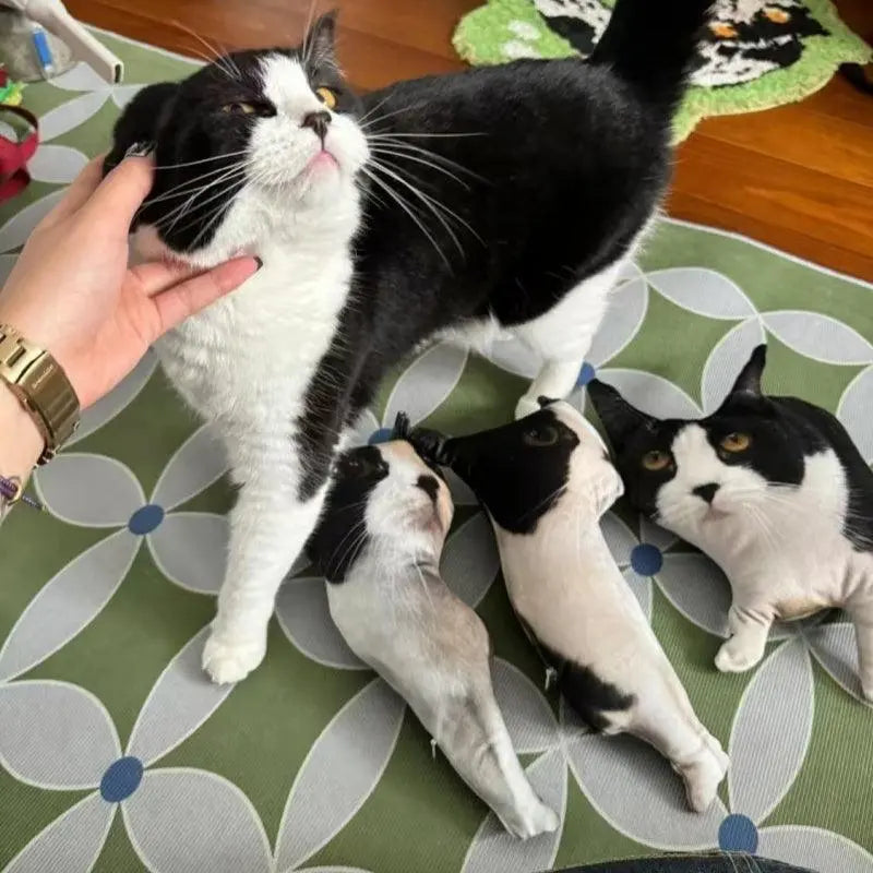 cat mom playing with her cat and three customized pillows lying on the floor
