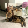 Pet Photo Custom Paint - by - Numbers DIY Kit: Create Your Own Pet Portrait Canvas - BuddyCopies
